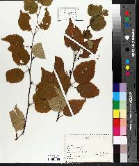 Betula papyrifera image