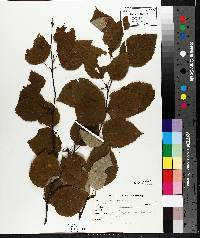 Betula papyrifera image