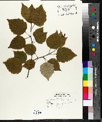 Betula papyrifera image