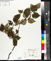 Betula papyrifera image