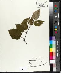 Betula papyrifera image