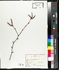 Betula papyrifera image