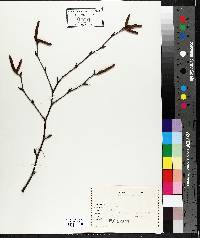 Betula papyrifera image