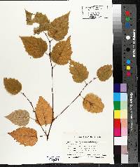 Betula papyrifera image