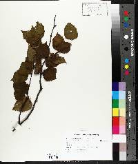 Betula papyrifera image