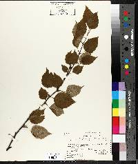 Betula papyrifera image