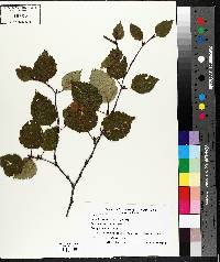 Betula papyrifera image