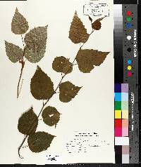 Betula papyrifera image