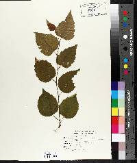 Betula papyrifera image