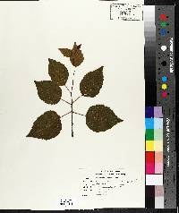 Betula papyrifera image