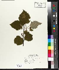 Betula papyrifera image