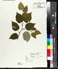 Betula papyrifera image