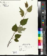 Betula papyrifera image