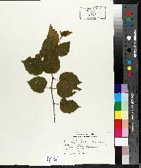 Betula papyrifera image