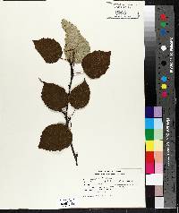 Betula papyrifera image