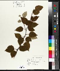 Betula papyrifera image