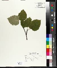 Betula papyrifera image