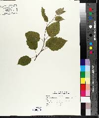 Betula papyrifera image