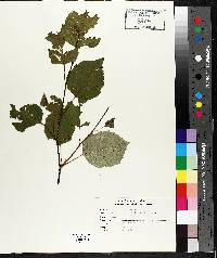 Betula papyrifera image