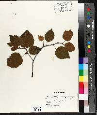 Betula papyrifera image