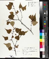 Betula populifolia image