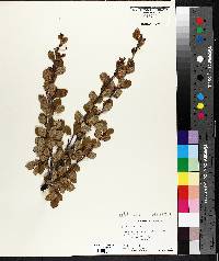 Betula pumila image