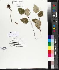 Betula pumila image