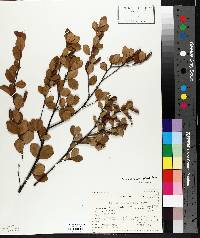 Betula pumila image