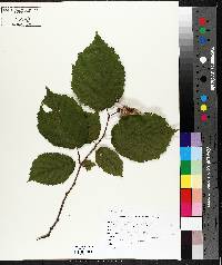 Corylus cornuta image