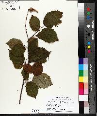 Corylus cornuta image