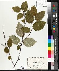 Corylus cornuta image