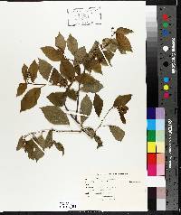 Celastrus scandens image