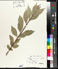 Euonymus alatus image