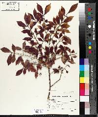 Euonymus alatus image