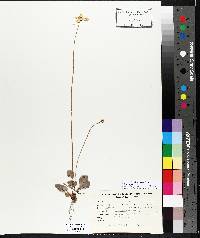 Parnassia palustris var. parviflora image