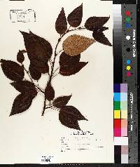 Populus balsamifera image