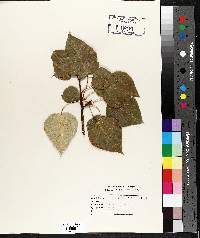 Populus balsamifera image