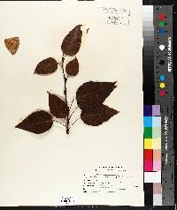 Populus balsamifera image