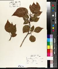 Populus balsamifera image