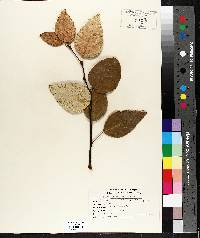 Populus balsamifera image