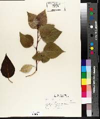 Populus balsamifera image