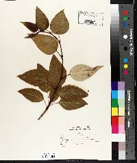 Populus balsamifera image