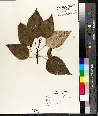 Populus balsamifera image