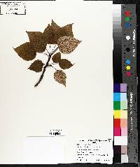 Populus balsamifera image