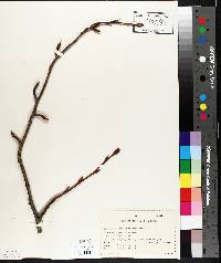 Populus balsamifera image