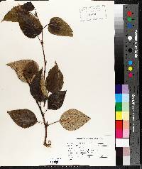 Populus balsamifera image