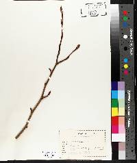 Populus balsamifera image