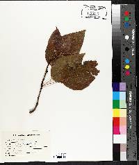 Populus balsamifera image