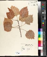 Populus grandidentata image