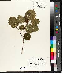 Populus grandidentata image